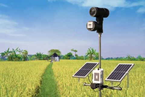How Our Green Laser Bird Repellent Device Protect Farmers’ Crops?